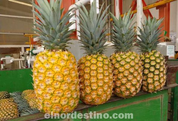 Contiene además propiedades laxantes, ya que la combinación de agua y fibra mejoran la movilidad gastrointestinal, evitando el estreñimiento. Por su alto contenido en minerales, la cáscara de piña favorece la eliminación de las toxinas del organismo. (Foto: Mejor Salud).