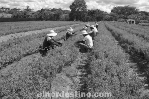 El Ministerio de Agricultura y Ganadería anuncia proyectos de desarrollo en Concepción para combatir la delincuencia 
