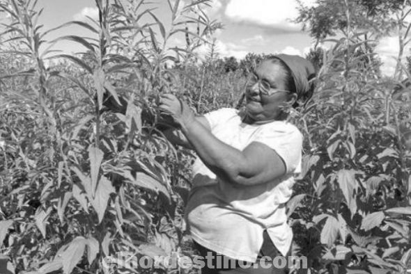 En los últimos años agricultores de Horqueta prefieren cultivar el sésamo dejando de lado el cultivo del algodón