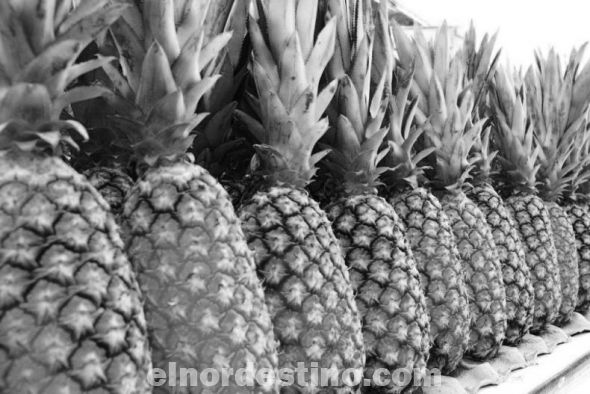 En Horqueta productores de piña exportaron al mercado argentino con una muy buena ganancia