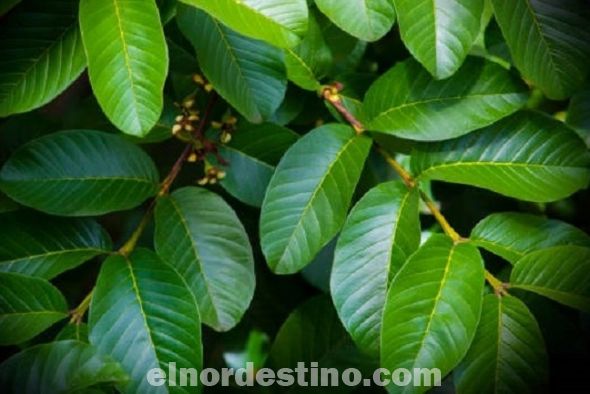 La infusión de estas hojas ayuda a fortalecer el sistema inmunológico, es antiinflamatoria y antibacteriana. Mucho se habla de los beneficios que ofrece la guayaba. Que es antioxidante, reduce el colesterol, protege el corazón, es antiséptica y astringente. (Foto: Mejor Salud).