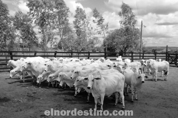 El Servicio Federal de Vigilancia Sanitaria y Fitosanitaria de  levanta restricciones a dos frigoríficos de Concepción
