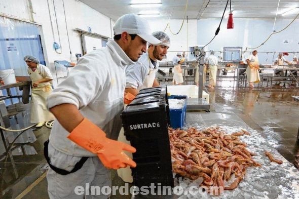 El proyecto tiene como objetivo posicionar a Paraguay como un distribuidor importante de langostinos no solo a nivel regional, sino con miras a mercados de EEUU, Canadá, España y China Continental. (Foto: Diario La Nación).