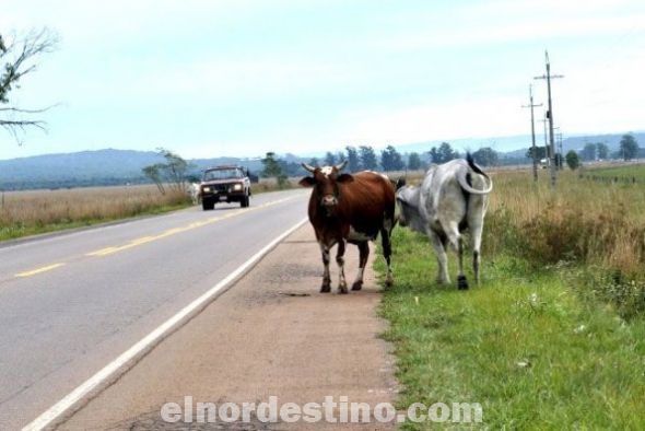 El intendente de Concepción sacrificó a los animales sueltos considerando que constituyen un peligro para el tránsito vehicular