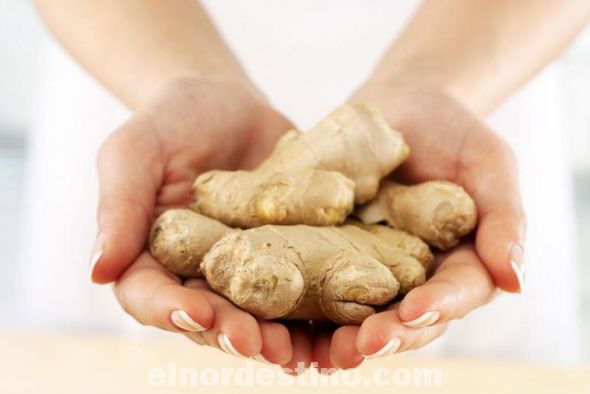 El consumo habitual de jengibre ha demostrado tener grandes beneficios para la salud del ser humano. Se trata de una solución efectiva para problemas digestivos o dolores menstruales, antiinflamatorio, relajante muscular,  vasodilatador que mejora la circulación sanguínea y también actúa como afrodisiaco natural. (Foto: Fanpage de Universidad Sudamericana).