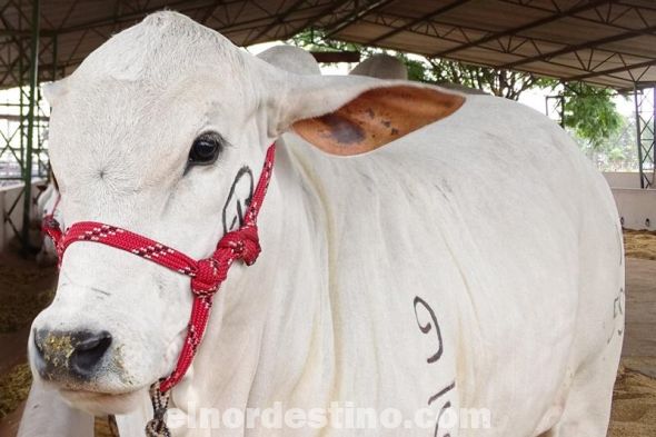Comienza este martes la actividad ganadera en la Expo Amambay con la admisión y pesaje de animales