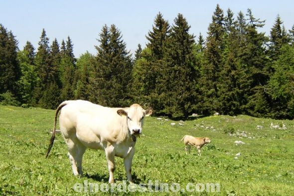 Por poco presupuesto no pueden arrear animales sueltos en rutas y calles de Concepción