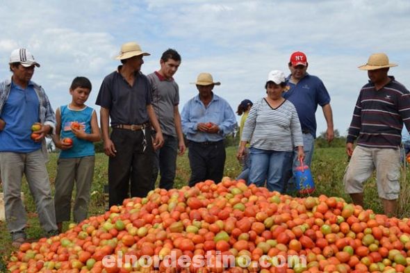 Productores están a punto de perder 3.000 toneladas de tomates en Concepción