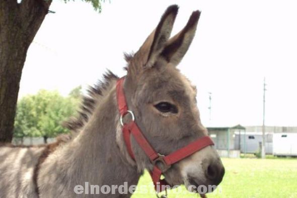 La Asociación de Comerciantes e Industriales de Concepción quiere que la Municipalidad siga matando burros