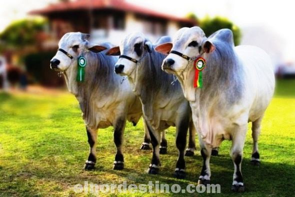 La Tercera Expo Nacional Nelore se realizará durante el desarrollo de la Vigésima edición de la Expo Amambay 2015
