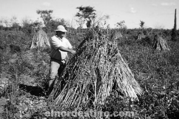 El Ministerio de Agricultura y Ganadería destaca alta producción de maíz y sésamo en el norte del país