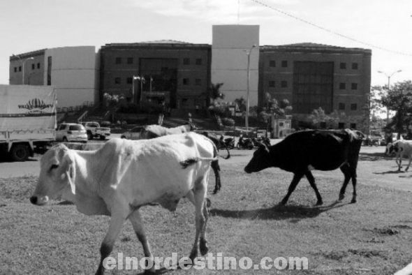 Vuelven a aparecer los animales sueltos en las calles y espacios verdes de la ciudad de Concepción