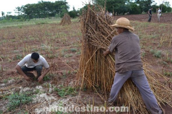 Un repentino temporal causó destrozos de cultivos en la comunidad de Santa Lucía en el departamento de Concepción