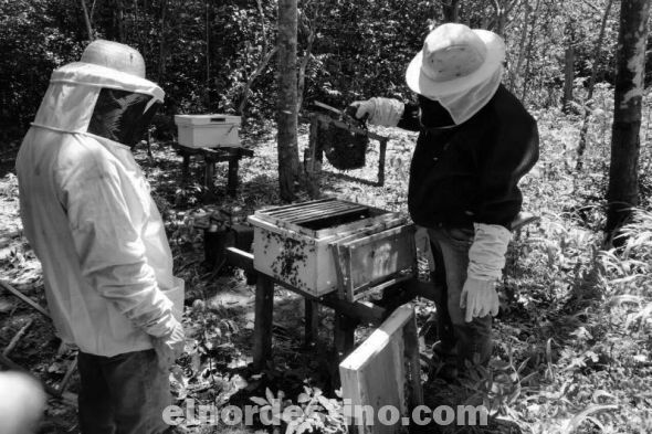 Primeras producciones de miel de los productores de la Colonia Rinconada del distrito de Bella Vista Norte