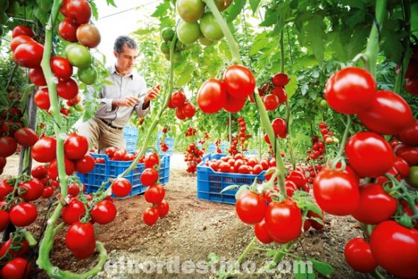 Productores de tomate de la comunidad de Santa Elena en el Departamento de Concepción comercializan sus productos por hectárea 