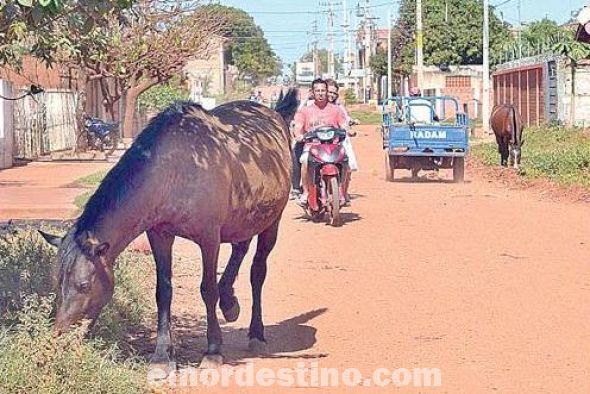En Concepción fue suspendido el arreo de animales sueltos en las calles después del escándalo que se generó con los burros 