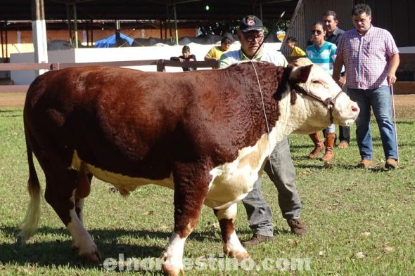 Intensa actividad ganadera con la admisión, pesaje y juzgamiento de ejemplares en la Expo Amambay