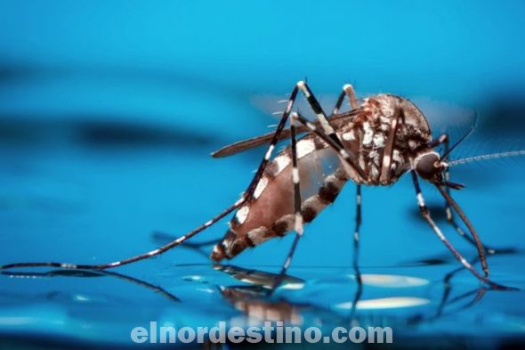 Universidad argentina creó un método para detectar si una persona tiene dengue en diez minutos