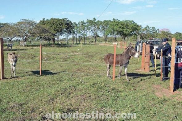 El intendente de Concepción aclaró que la Municipalidad va a seguir matando todos los burros que sean necesarios