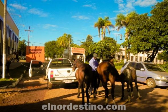 Para prevenir accidentes se intensificará el trabajo para controlar animales sueltos en la ciudad de Concepción