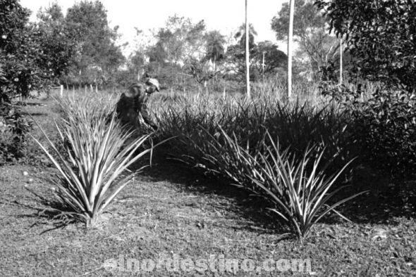 Anciano agricultor de la localidad de Horqueta sobresale en la producción de diversos rubros para consumo