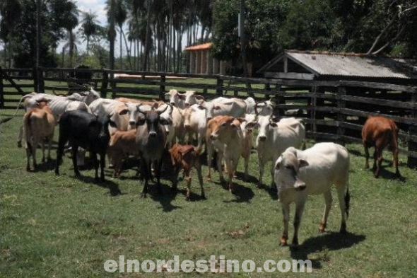 Efectivos policiales recuperaron animales vacunos robados en allanamientos realizados en Concepción