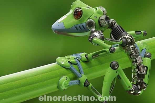 Se trata de la primera vez que los científicos logran diseñar máquinas completamente biológicas partiendo de cero. Bautizados como xenobots, son capaces de moverse, explorar el entorno y regenerarse a sí mismos en caso de sufrir daño.(Foto: Más Tecnología).