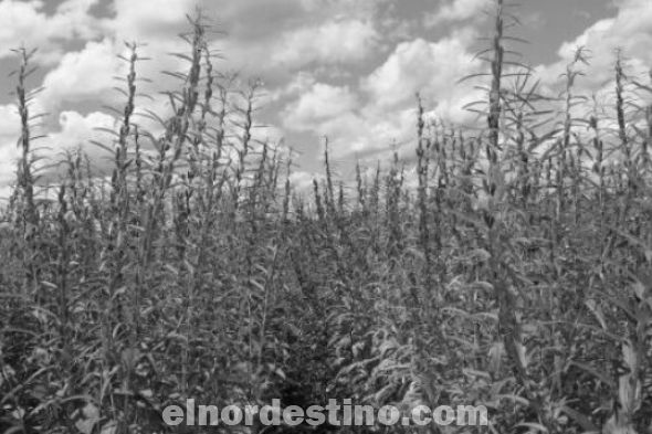 La Secretaría de Acción Social del Gobierno Nacional fomenta la producción del ka´a he´e en Horqueta